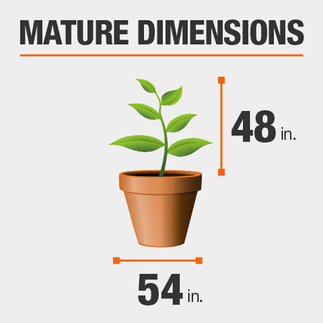 Mature Dimensions Mature Dimensions