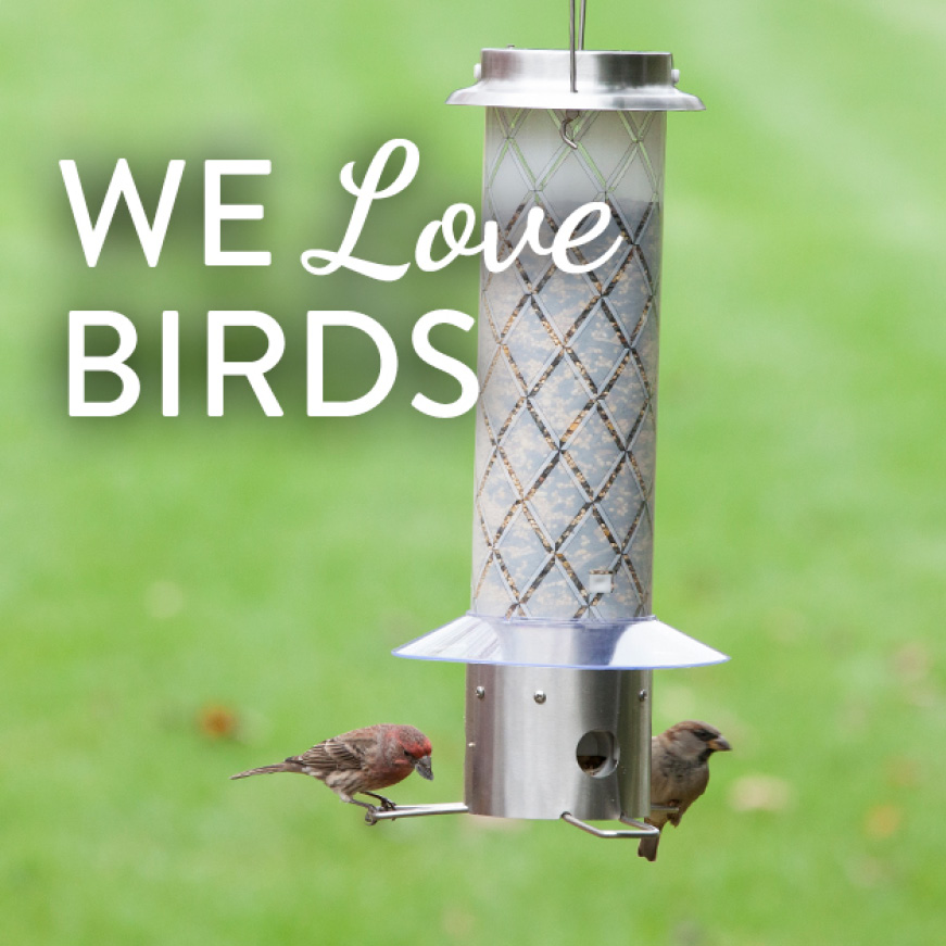 squirrel proof bird feeder squirrel proof bird feeder