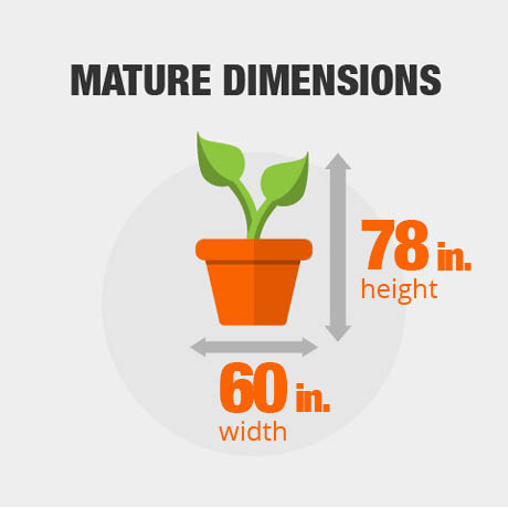 Mature Dimensions Mature Dimensions