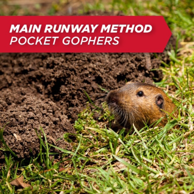 pocket gopher