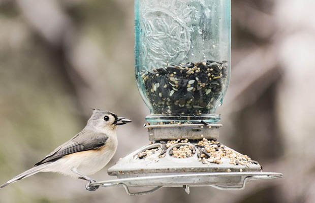 Detailed image of birdfeeder Detailed image of birdfeeder