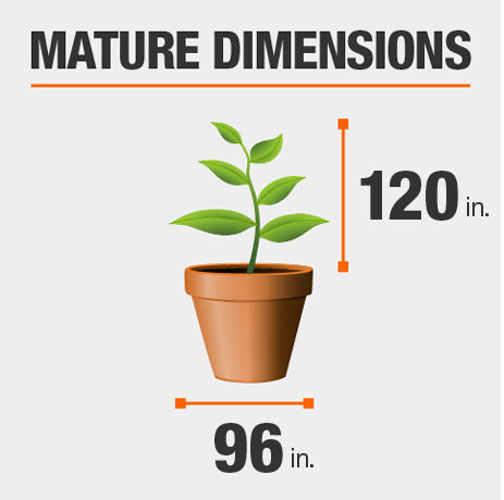 Mature Dimensions Mature Dimensions