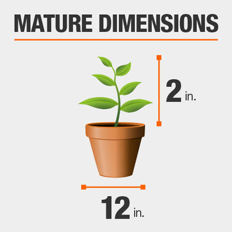 Mature Dimensions Mature Dimensions