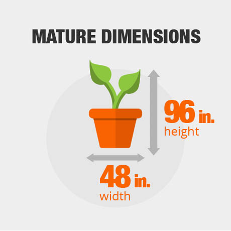Mature Dimensions Mature Dimensions