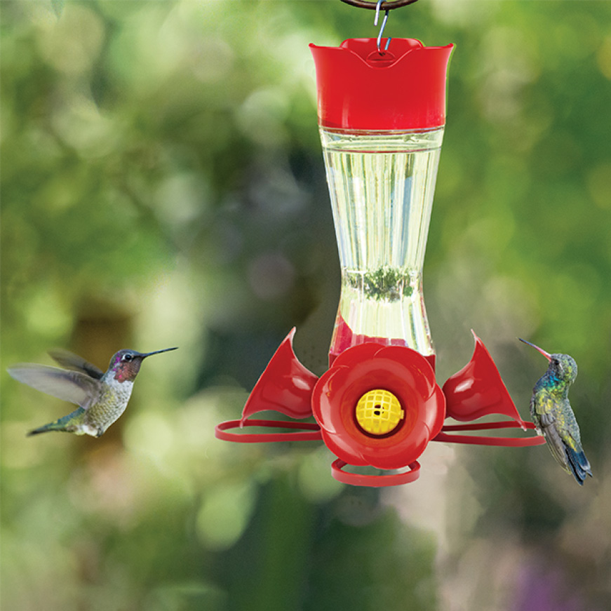 hummingbird feeder supplies