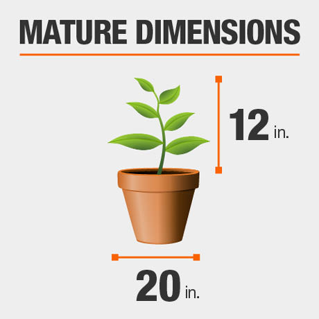 Mature Dimensions Mature Dimensions