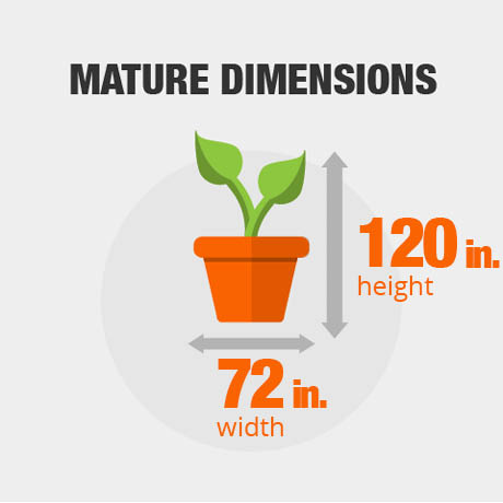 Mature Dimensions Mature Dimensions