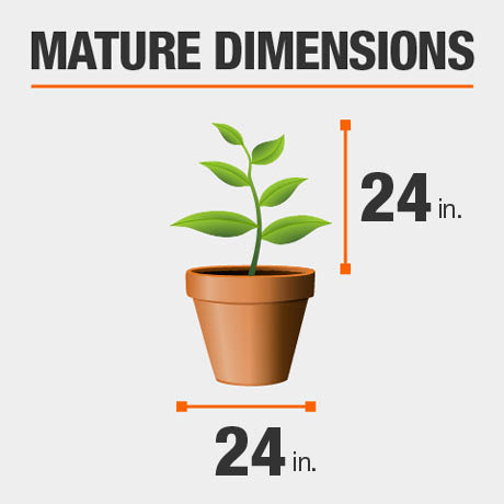 Mature Dimensions Mature Dimensions