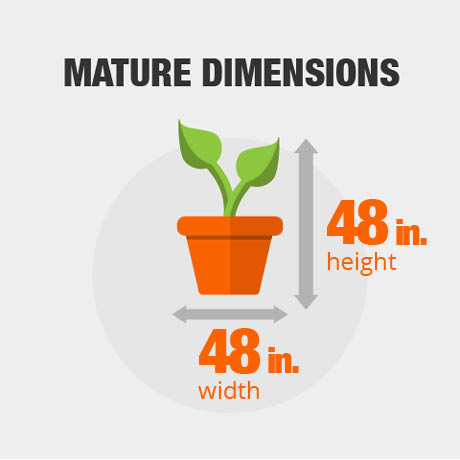 Mature Dimensions Mature Dimensions