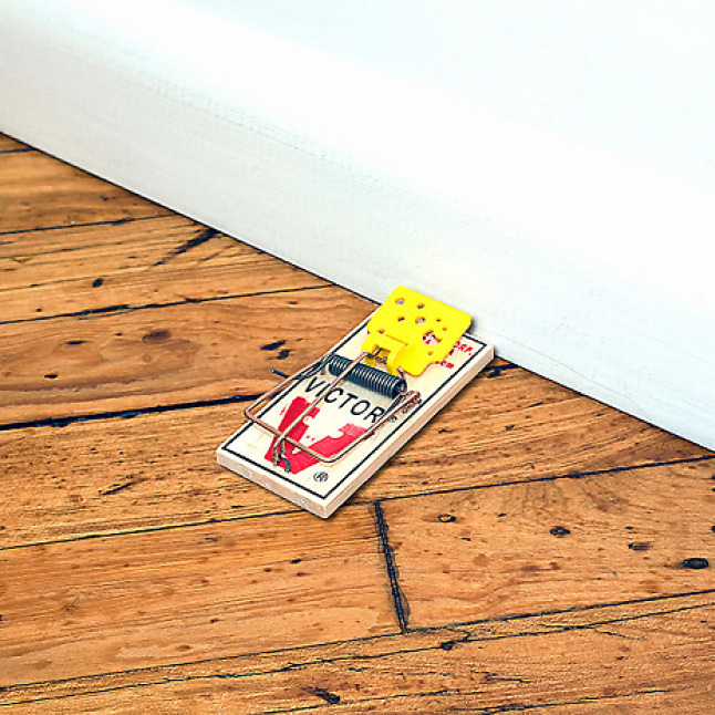 where to put mouse traps