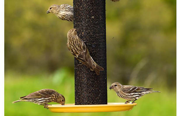 Detailed image of birdfeeder Detailed image of birdfeeder