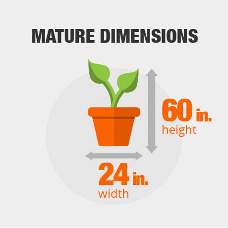 Mature Dimension Mature Dimension