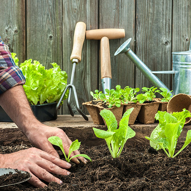 Person Gardening Person Gardening