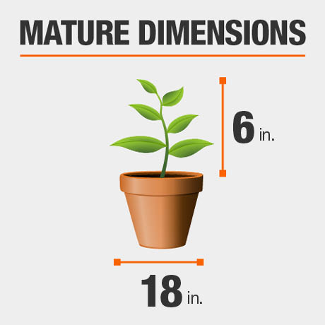 Mature Dimensions Mature Dimensions