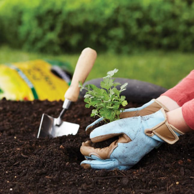 Miracle Gro Garden Soil All Purpose For In Ground Use 2 Cu Ft - Miracle Gro Garden Soil Home Depot Miracle Gro Garden Soil All Purpose For In Ground Use 2 Cu Ft - Miracle Gro Garden Soil Home Depot