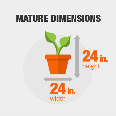 Mature Dimension Mature Dimension