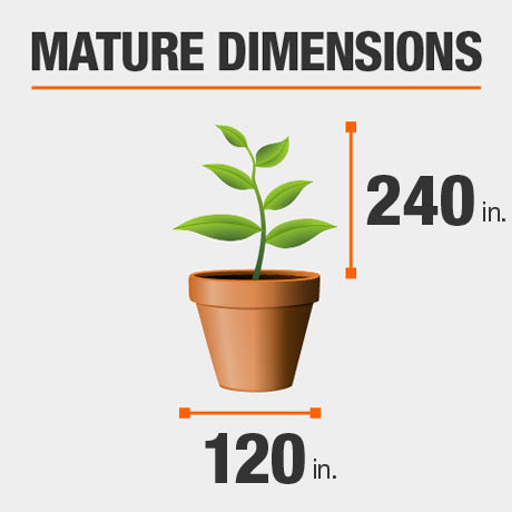 Mature Dimensions Mature Dimensions