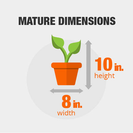 Mature Dimensions Mature Dimensions