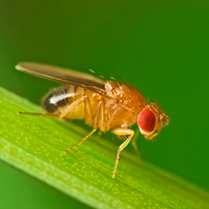 11 Highly Effective Ways To Get Rid Of Fruit Flies For Good Fruit Fly Trap Fruit Flies Diy Fruit Fly Trap