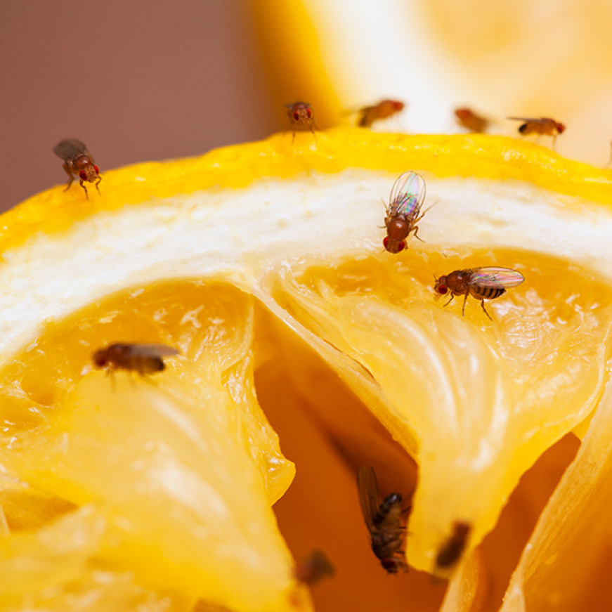 indoor fruit fly trap