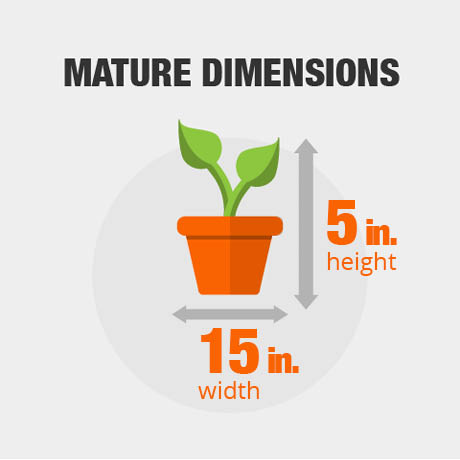 Mature Dimensions Mature Dimensions