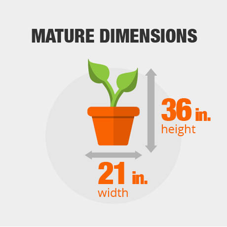 Mature Dimensions Mature Dimensions