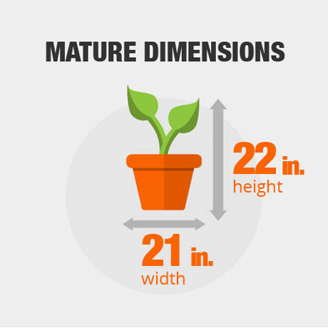 Mature Dimensions Mature Dimensions