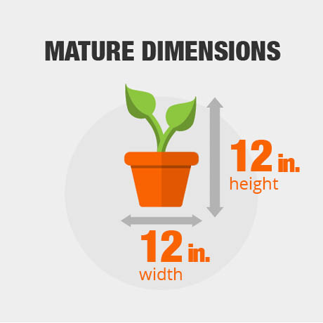 Mature Dimensions Mature Dimensions