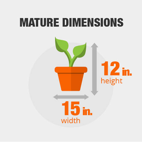 Mature Dimensions Mature Dimensions