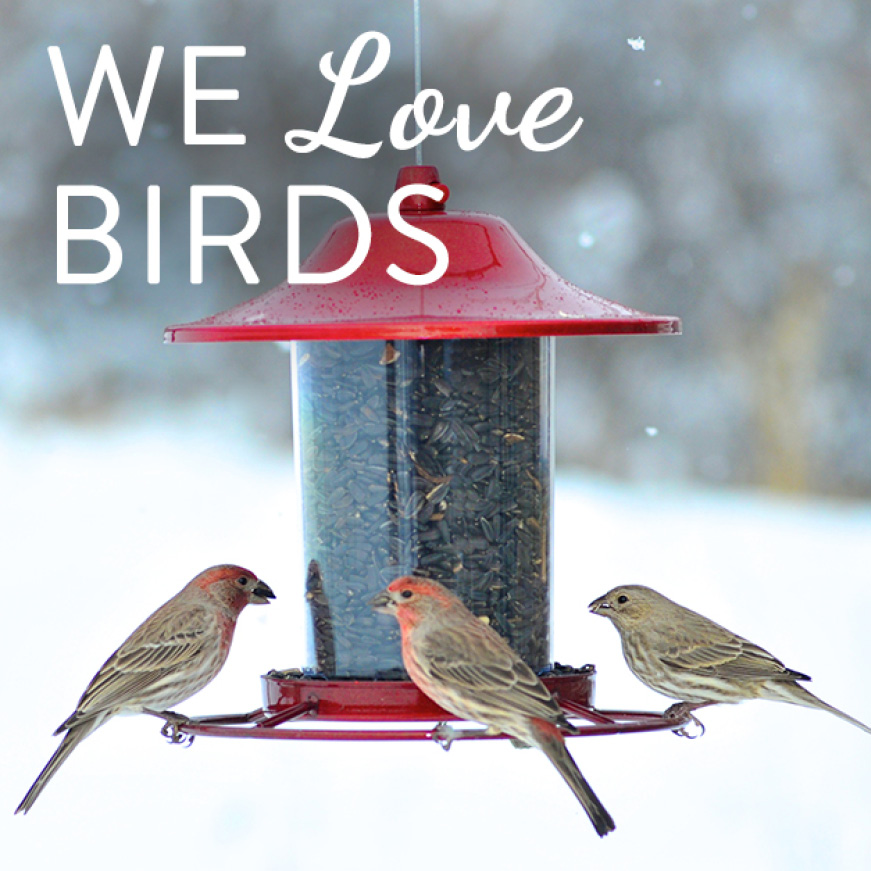 we love birds, sure-lock lid seed feeders we love birds, sure-lock lid seed feeders