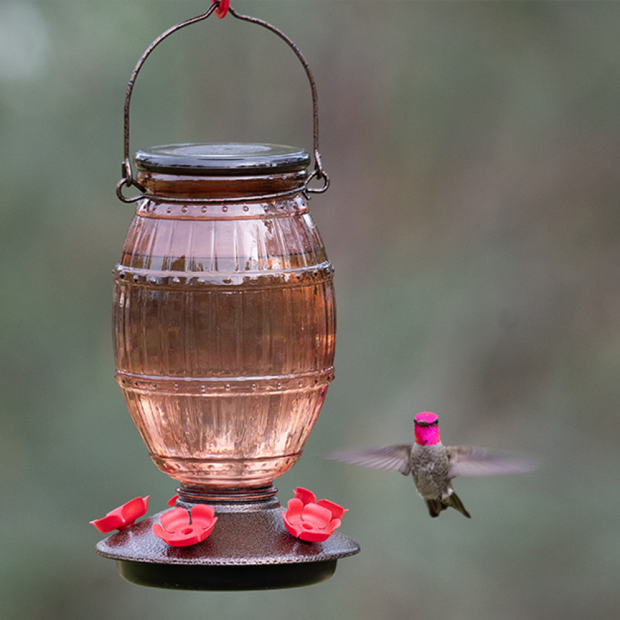 hummingbird feed hummingbird feed
