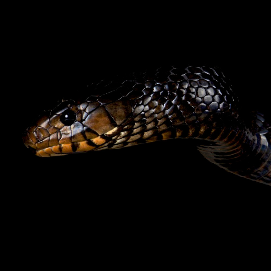Snakes can be controlled Snakes can be controlled