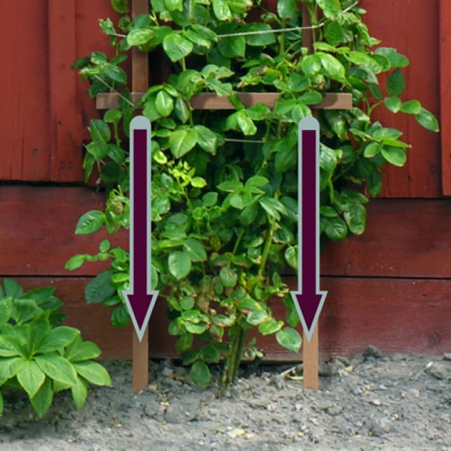 Outdoor Essentials 48 in. Cedar Ladder Trellis388538 The Home Depot