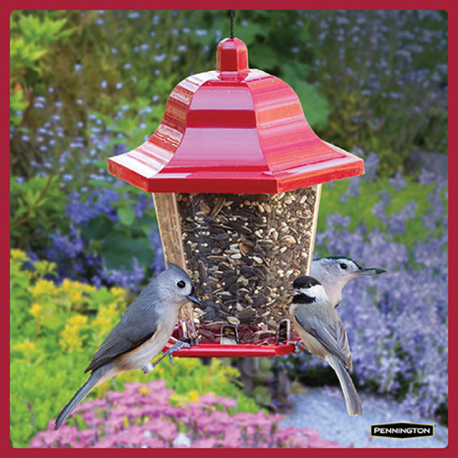 Pennington 20 lbs. Premium Black Oil Sunflower Bird Seed100542057