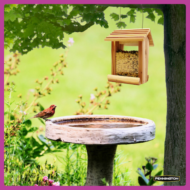 Pennington 7 lbs. Ultimate Nut and Fruit Bird Seed Blend100542049