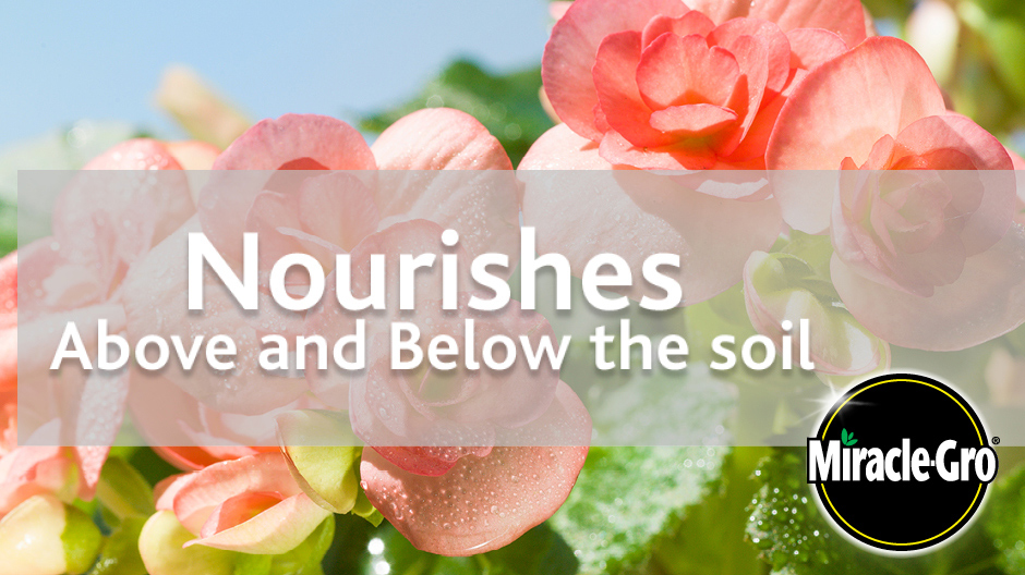 Nourishes, above and below the soil. Nourishes, above and below the soil.