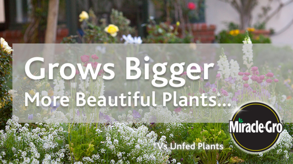Grows Bigger More Beautiful PlantsÉ Grows Bigger More Beautiful PlantsÉ