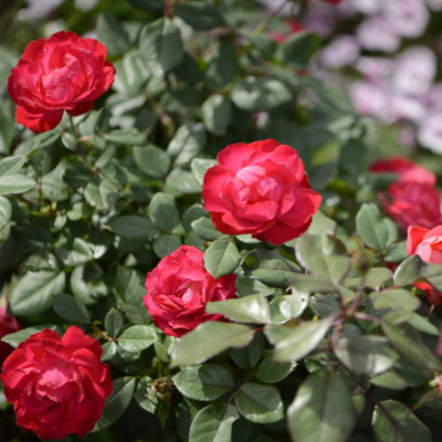 The Farmer Fred Rant Tree Roses Suck