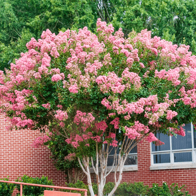 ornamental trees