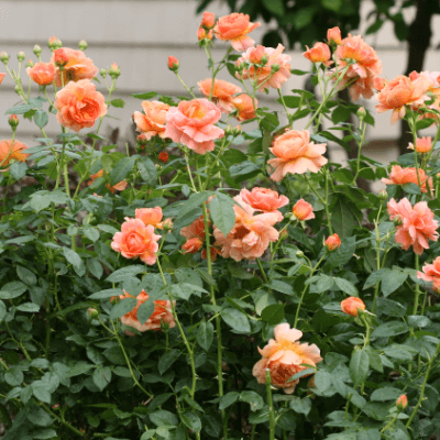 Rose Bushes The Home Depot