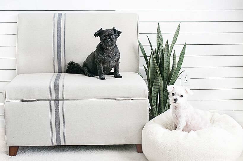 Pet Friendly Home Depot Near Me Stores That Allow Dogs To Come Inside